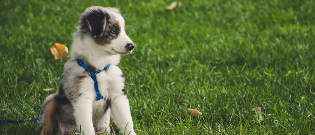PICT Animal Dog Puppy Yard Grass - EarthTalk - Brett Sayles, Pexels