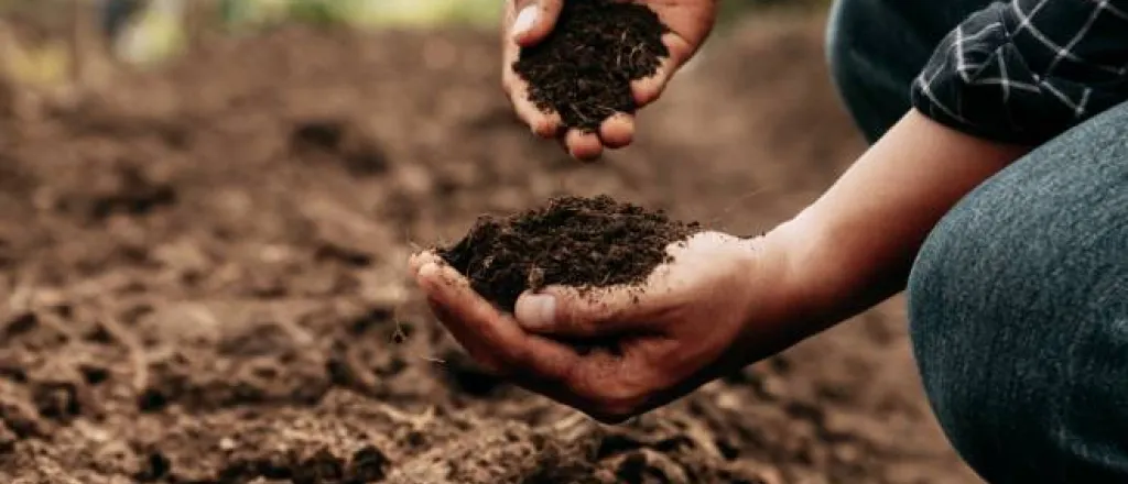 Hands of a farmer inspecting the health of the soil on their property prior to planting anything on their farm.