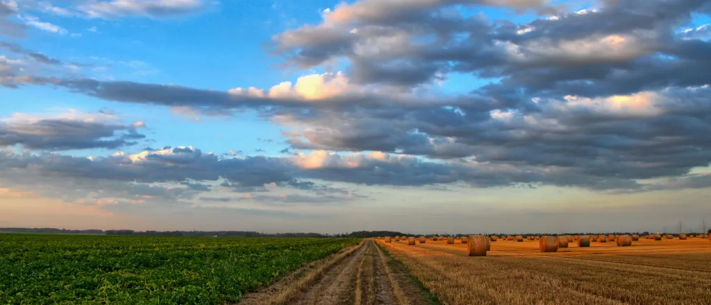 Dirt road running between a green, growing field and baled hay.