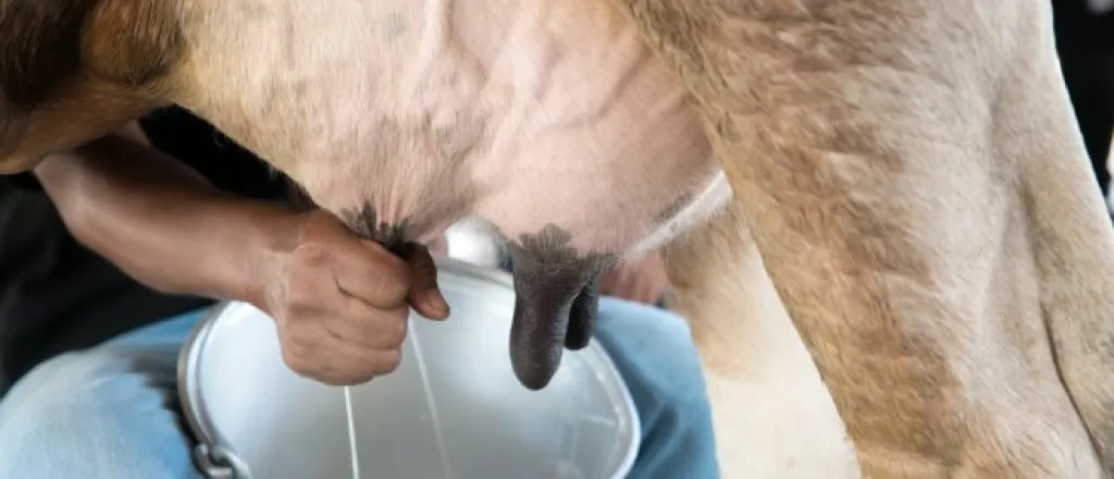A close-up of a person milking a dairy cow. The milk squirts into a pail between the person's legs.