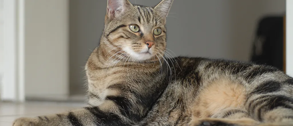 PROMO 660 x 440 Animal - Cat European Shorthair - wikimedia