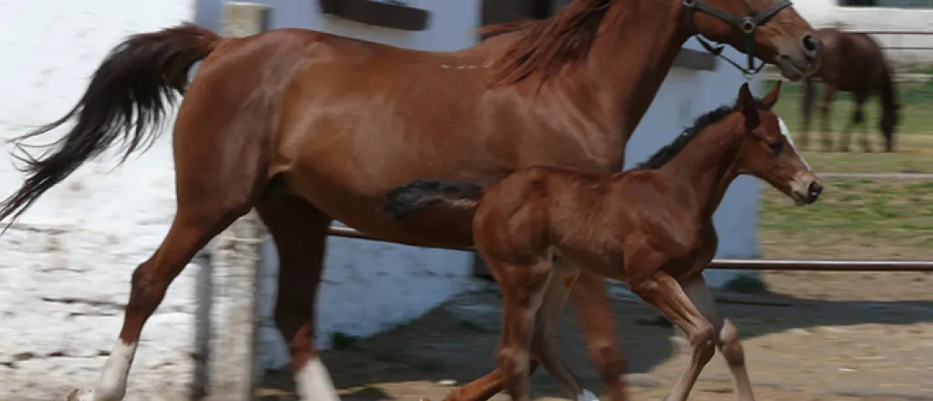 PROMO 660 x 440 Animal - Horse colt