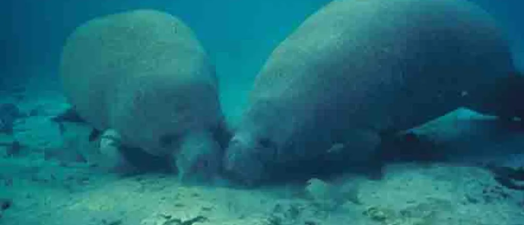 PROMO Animal - Manatees - USFWS - Jim P. Reid