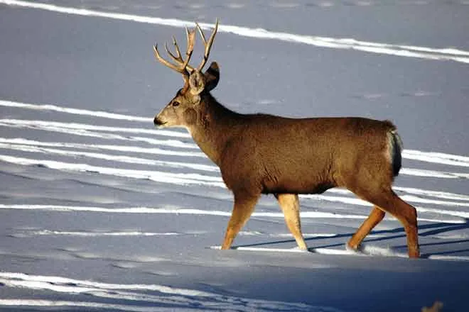 Deer in snow - CPW