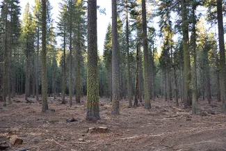 PICT Thinned Forest - Eric Knapp USFS