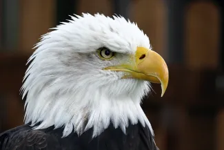 PICT EarthTalk - Bald Eagle - pixels.com - anthony