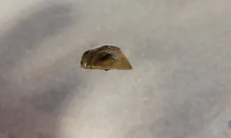 PICT Zebra mussel found on a suspended PVC substrate in Highline Lake. - CPW