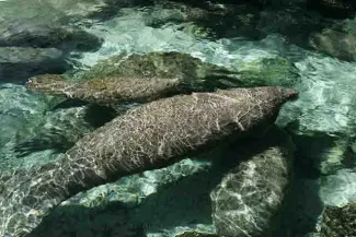 PROMO Animal - Florida Manatees - USFWS - Steve Hillebrand