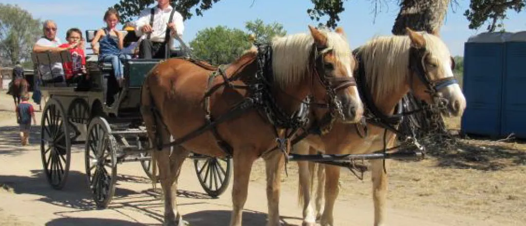 PICT Wagon Rides at Boggsville Days - Barbara Shively