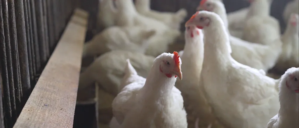 Flock of chickens in an indoor free range facility - Ruslan Sidorov - iStock-1197330374