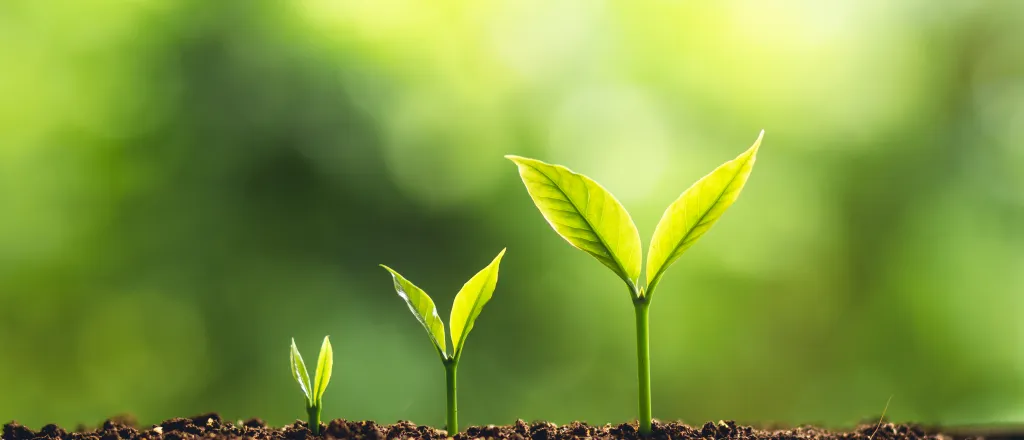 Three seedling plants, each at different heights showing stages of growth.