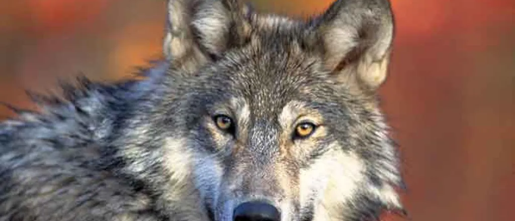 PROMO 64J1 Animal - Gray Wolf - USFWS